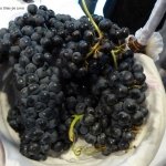 uvas monte aman