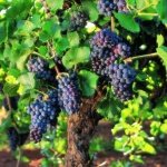 Cepa Syrah, Shiraz.