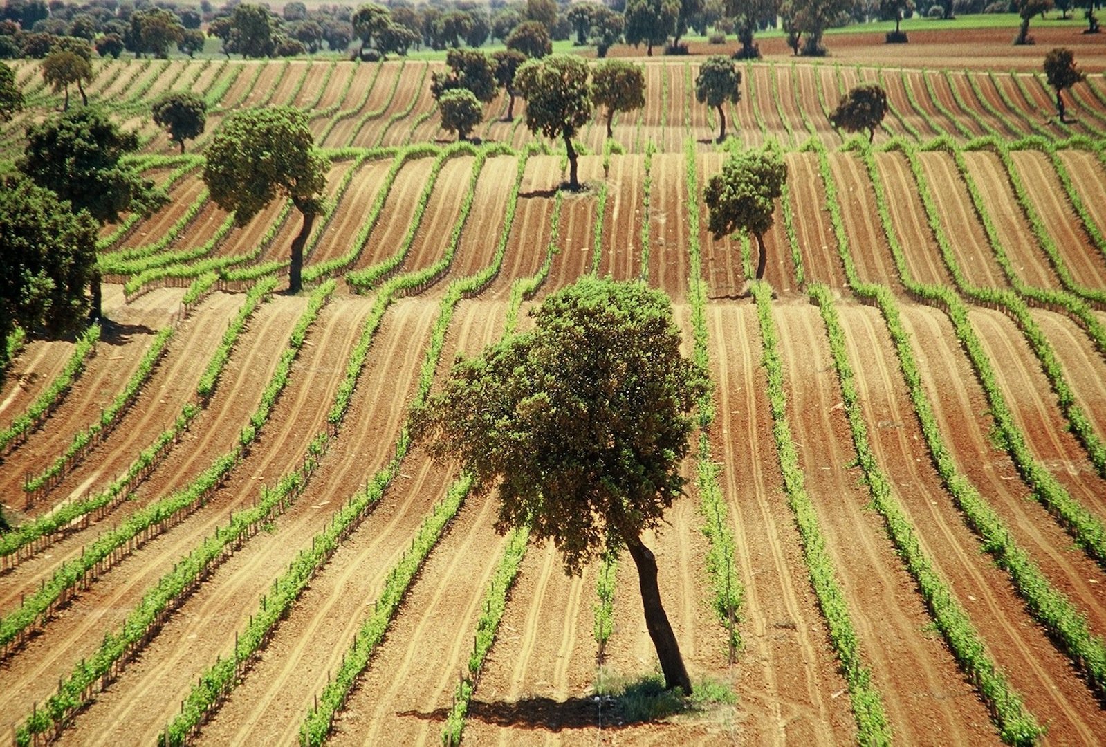 Viñedos - Foto Movimiento Vino D.O