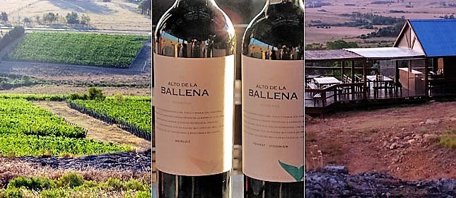 Alto de la Ballena