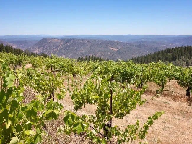 Renaissance Vineyards